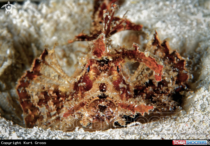 A Red Ambon Skorpion Fish