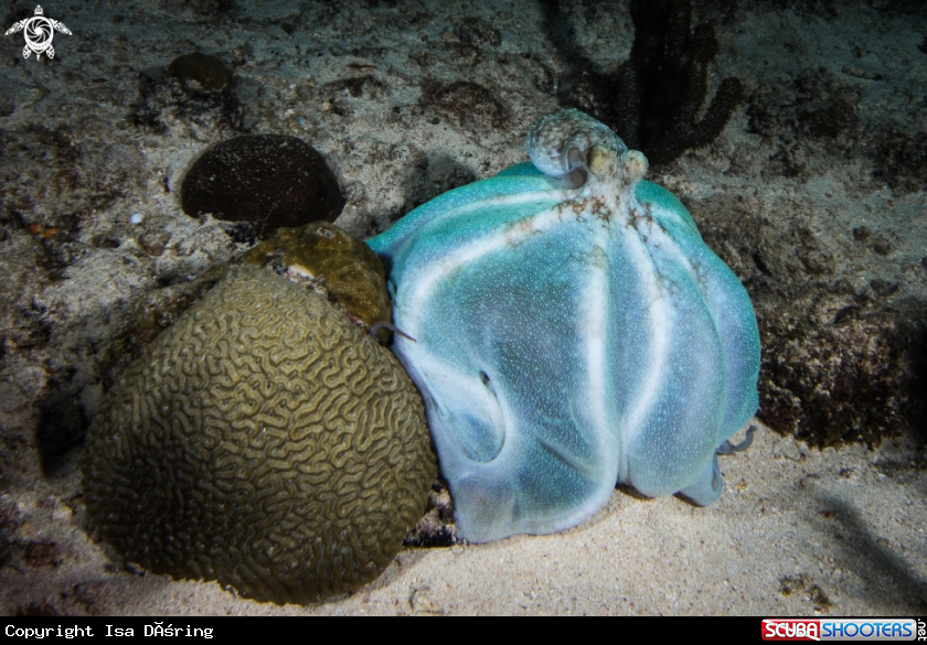 A Caribbean reef octopus