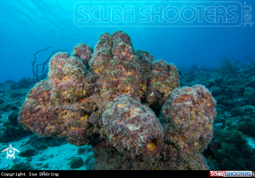 A Goldentail moray eel