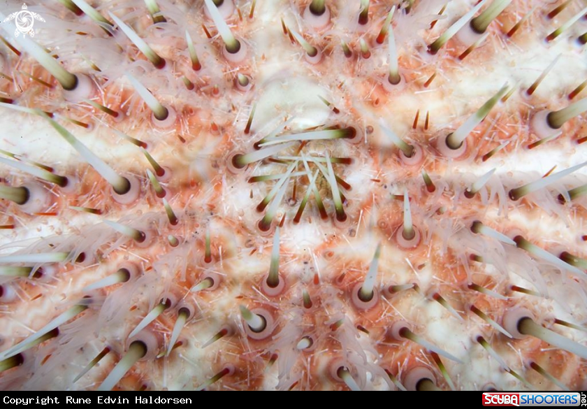 A European edible sea urchin