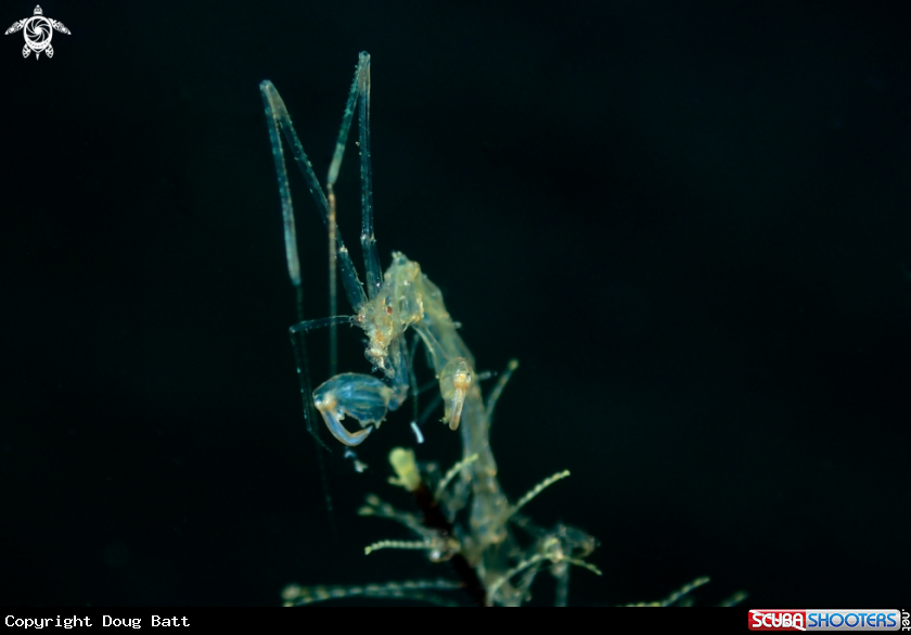 A Skeleton Shrimp