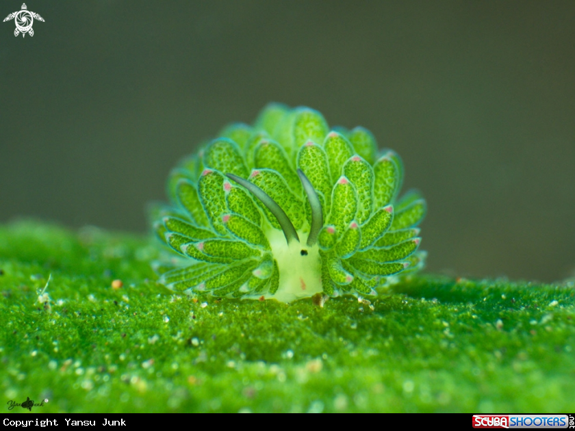 A Costasiella sp
