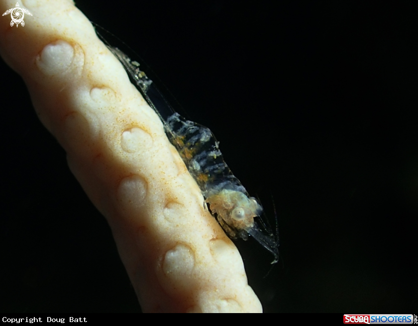 A Juvinile Ghost Shrimp