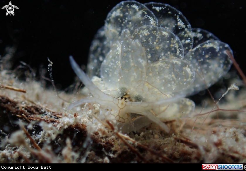 A Butterfly Nudibranch
