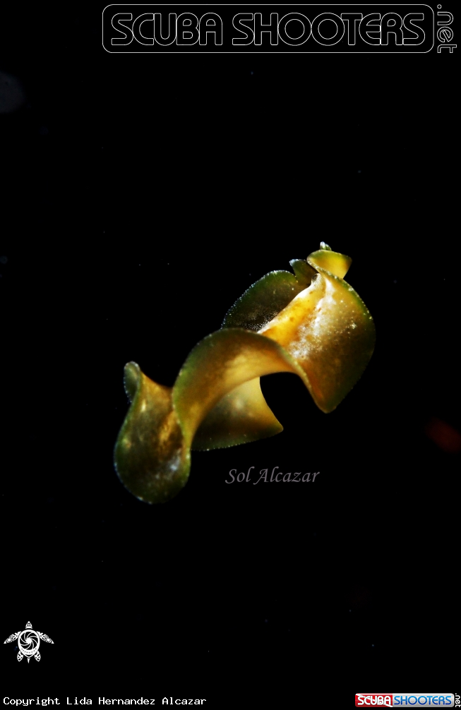 A flatworm