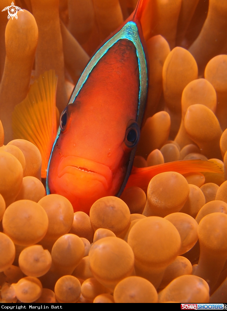 A Anemonefish