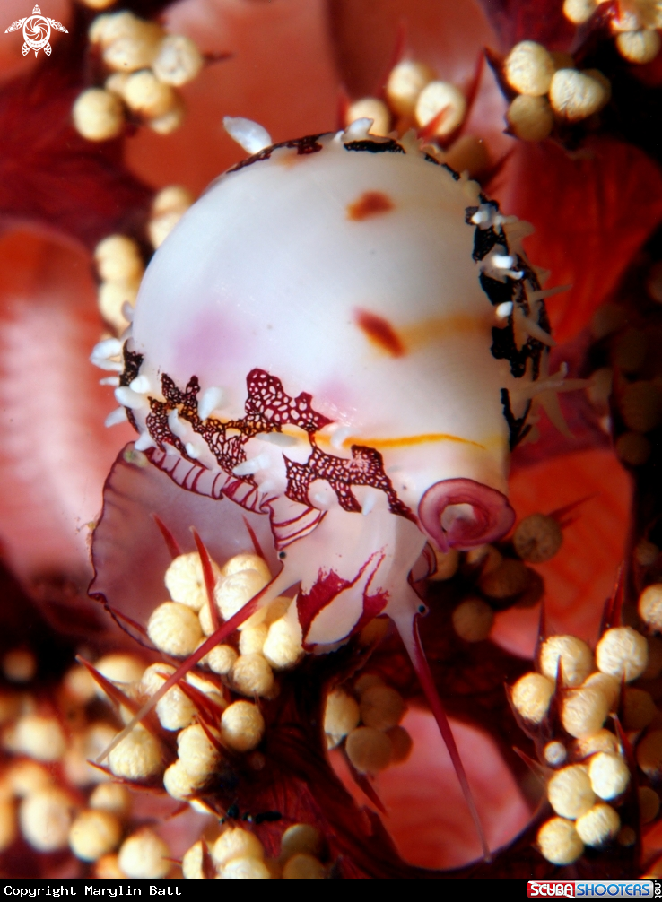 A Ridged Egg Cowrie