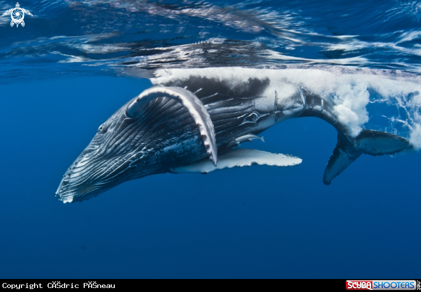 A Humpback whale calf