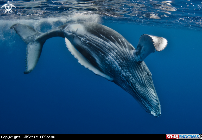 A Humpback whale calf