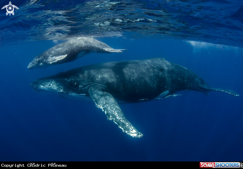 A Humpback whales