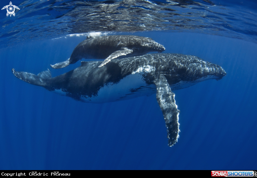 A Humpback whales
