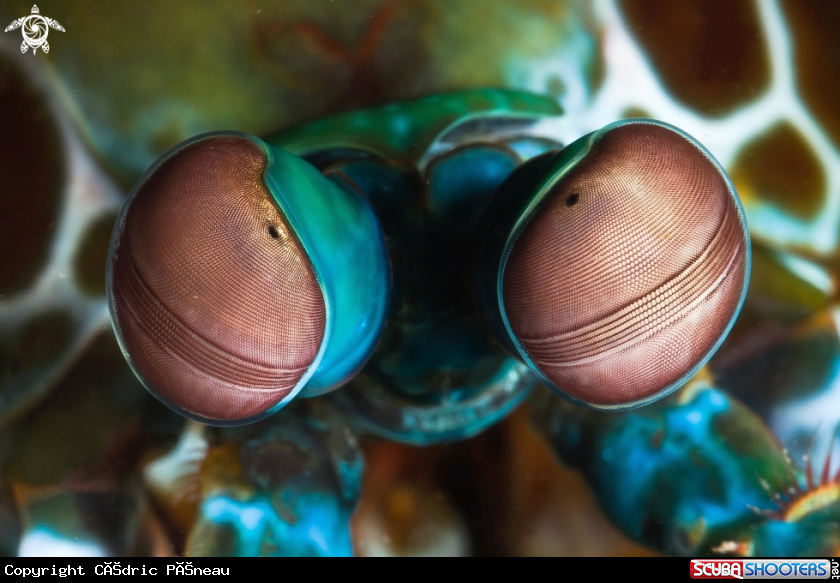 A macro