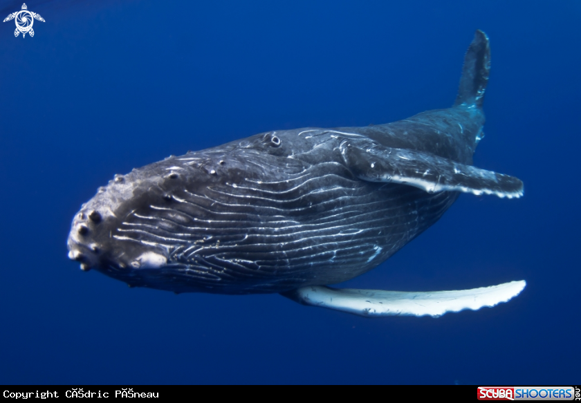 A Humpback whale calf