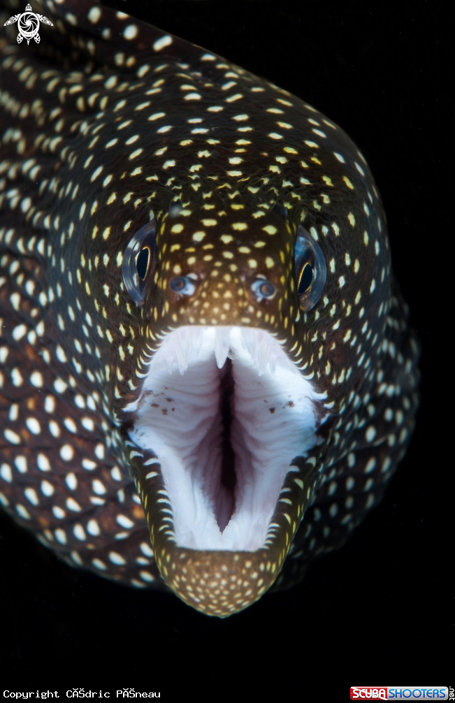 A guinea fowl moray eel