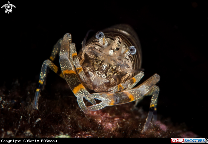 A Bumblebee shrimp