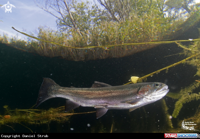 A Trout