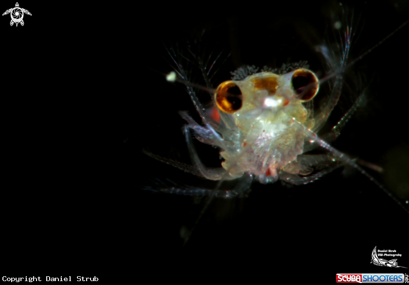 A hemimisis anomala 