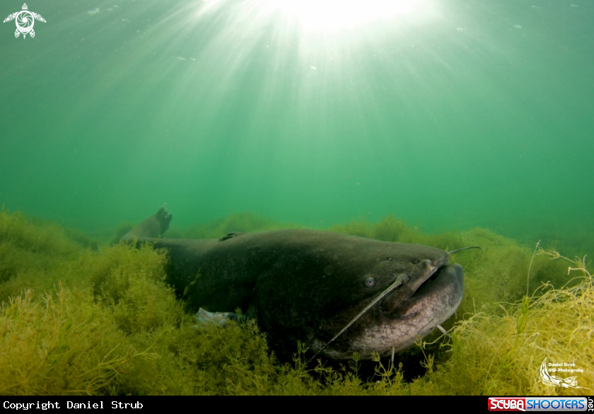 A Wels catfish