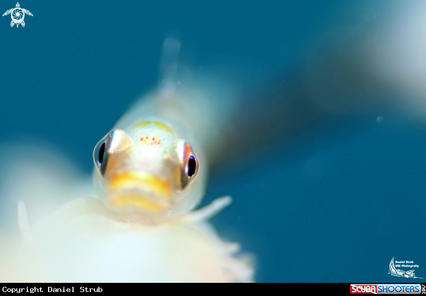 A Coral gobie