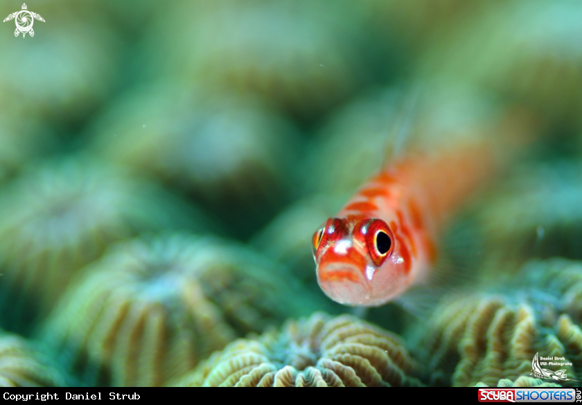 A Commensal Gobie on Coral