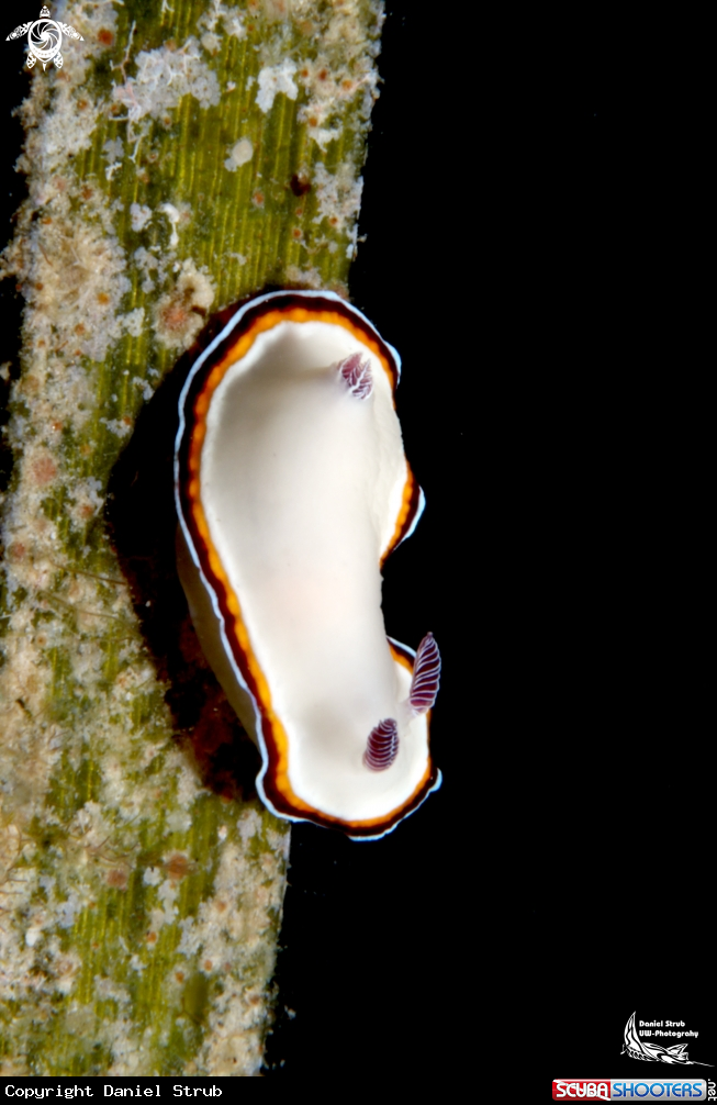 A ch. verrieri