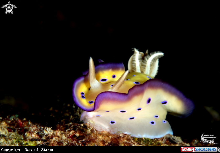 A ch. kunei