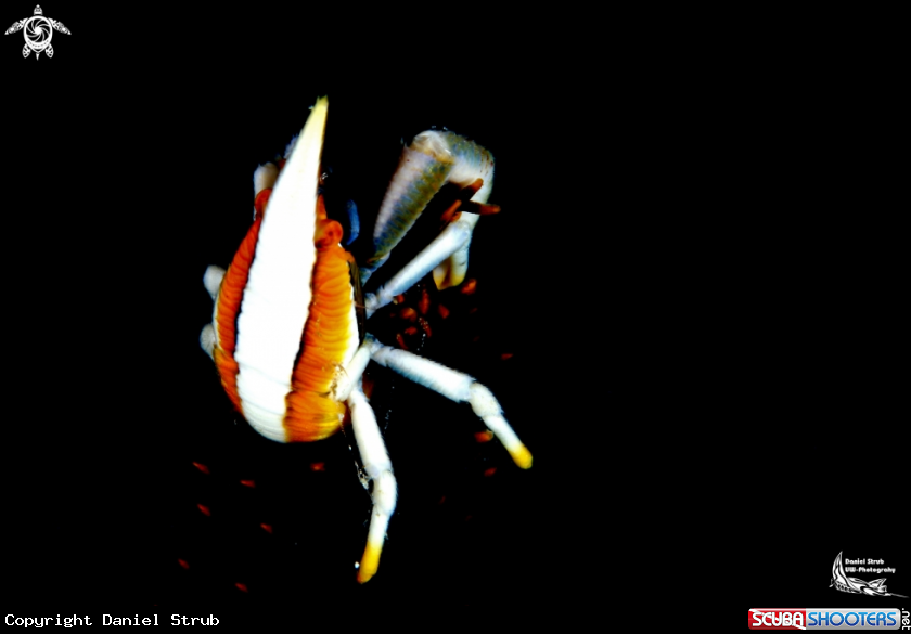 A Sea-star crab