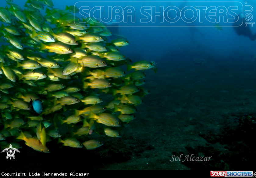 A yellow snappers