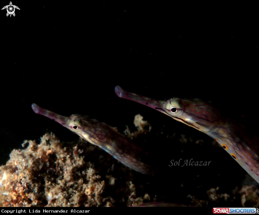 A underwater creature