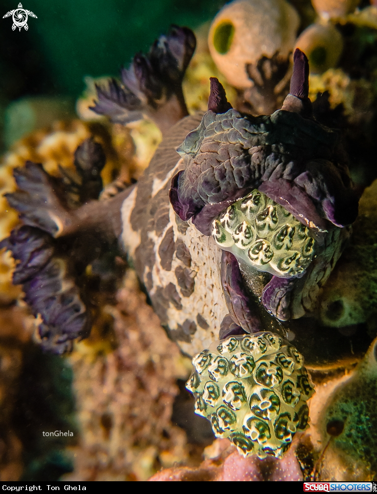 A Nudibranch