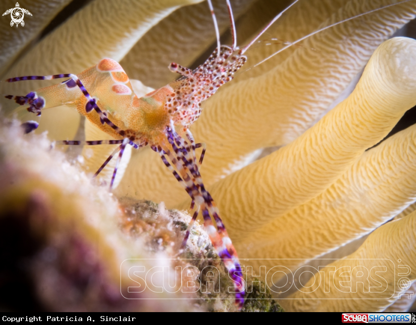A Spotted Cleaner Shrimp