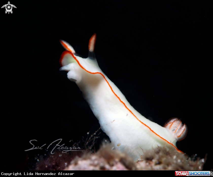 A Nudibranch