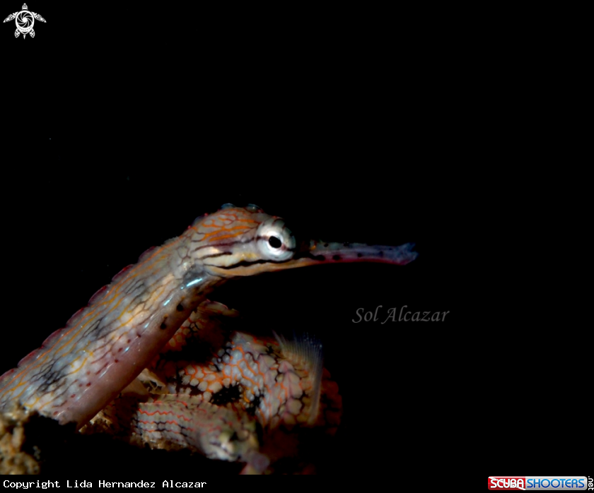 A underwater creature