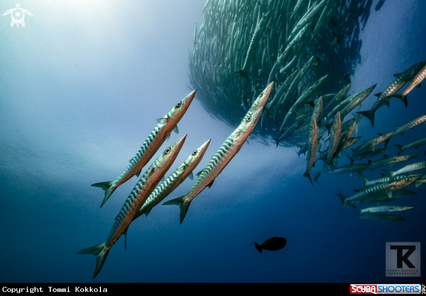 A Blacktail barracuda