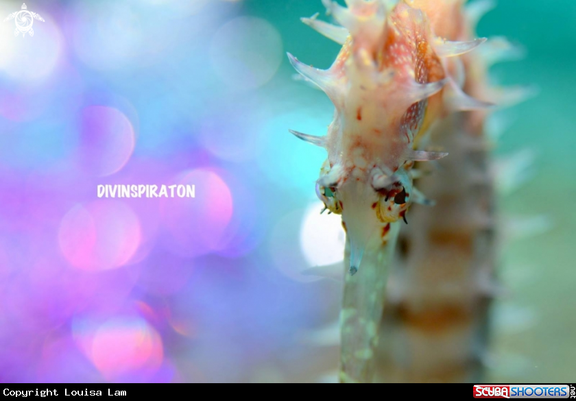 A Sea Horse 