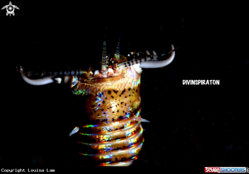 A Bobbit Worm