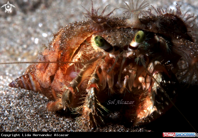 A underwater creature