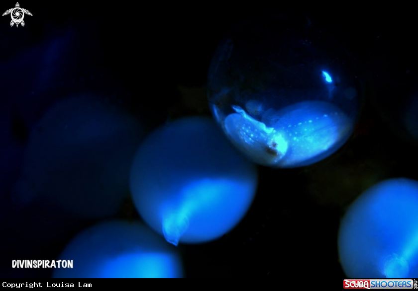 A Cuttlefish Eggs