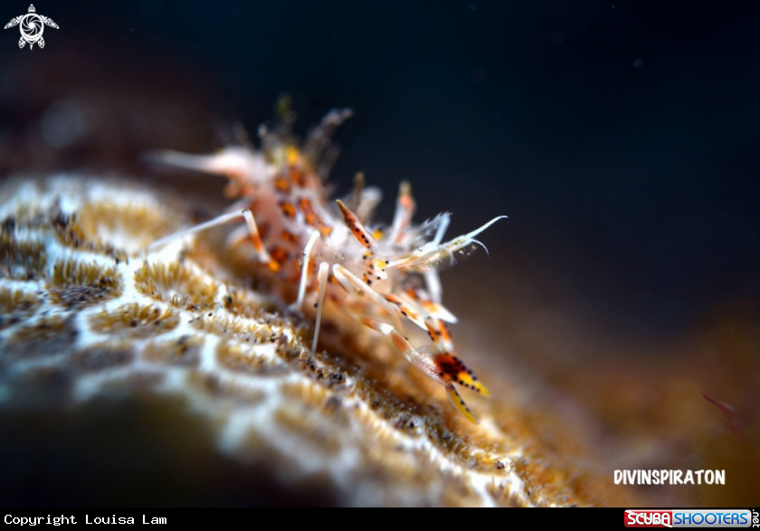 A Tiger Shrimp