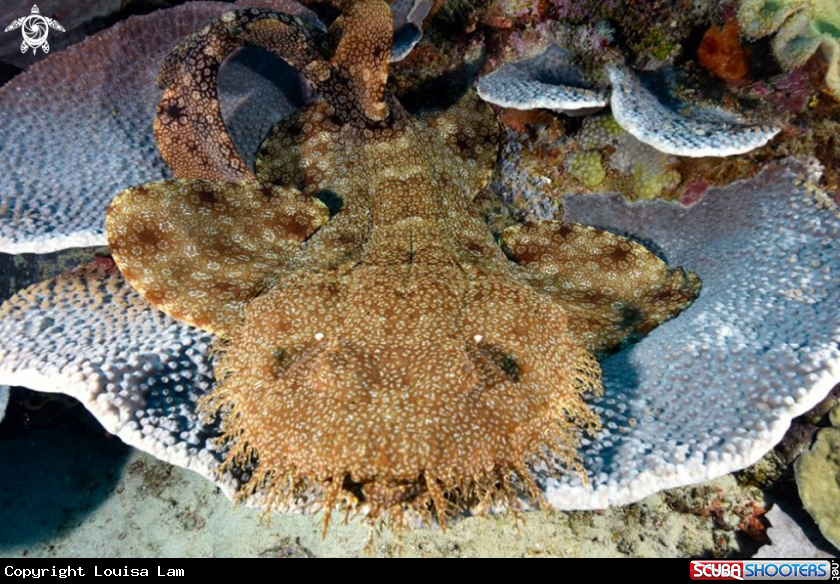 A Wobbegon Shark