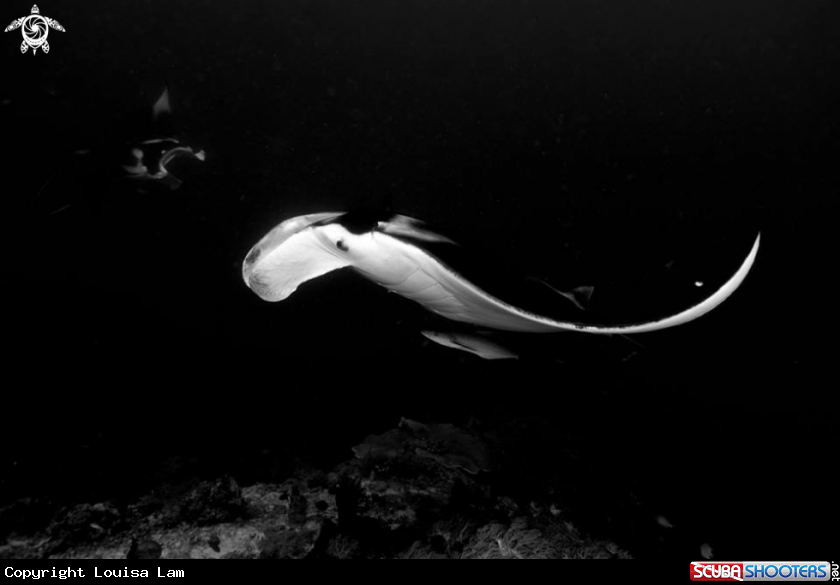 A Manta