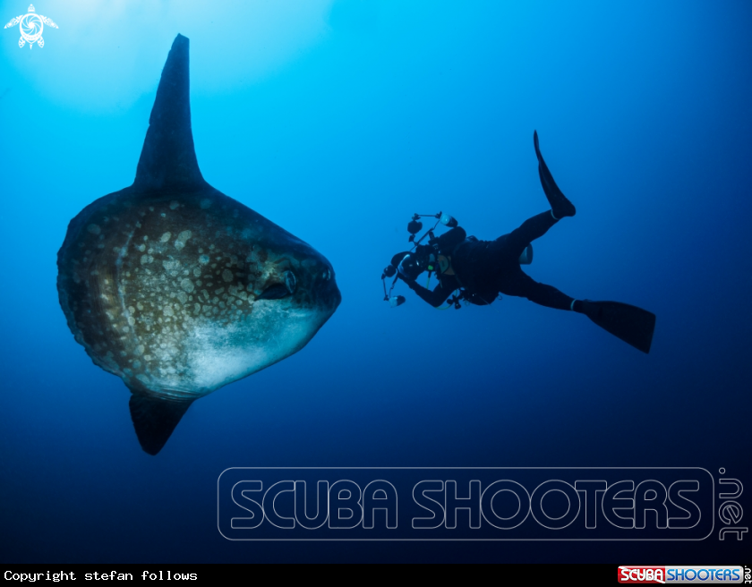 A Southern Ocean Sunfish