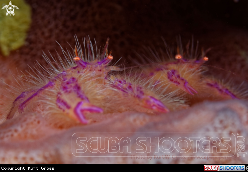 A Pink Squad Lobster