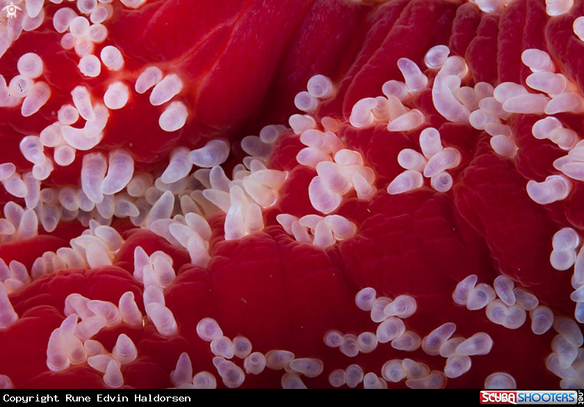 A Sea star