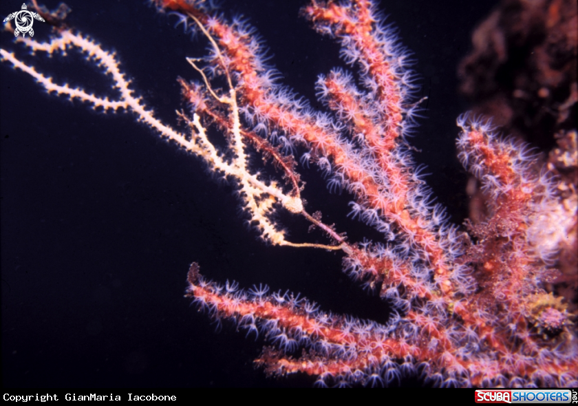 A Parerythropodium