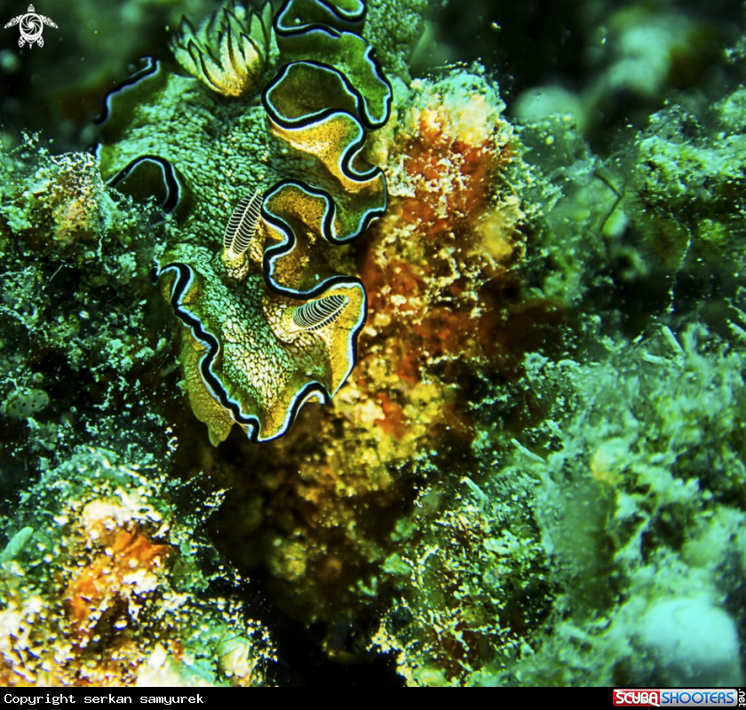 A Nudibranch