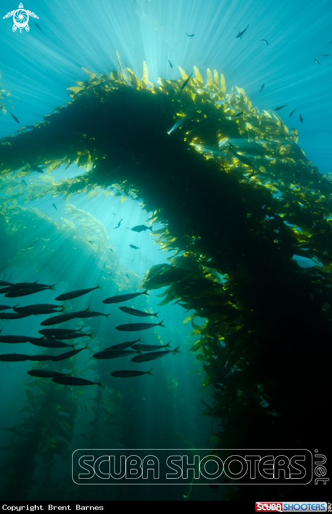 A Kelp