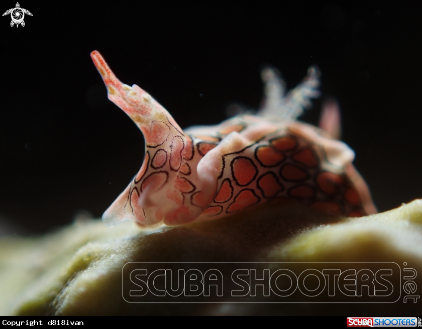 A Batwing Slug