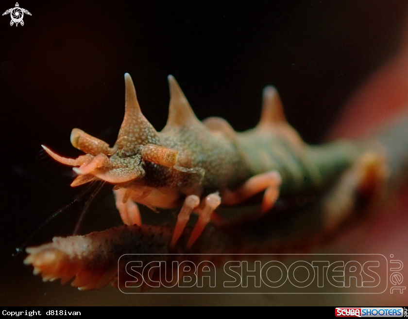 A Dragon Shrimp