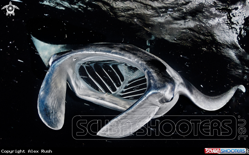 A Manta ray